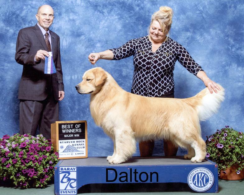 AKC Golden Retriever Puppies Wisconsin